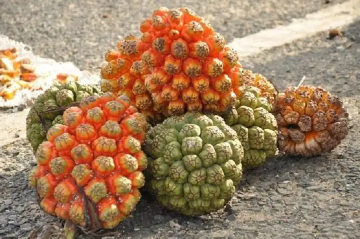 Thu Hái – Sơ Chế