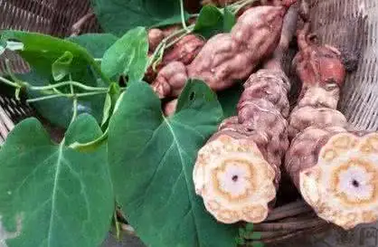 Cách Dùng Đúng Hà Thủ Ô Tăng Cường Sức Khỏe- Ảnh 1.