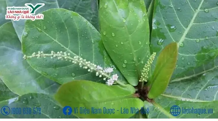 Cách Nấu Nước Lá Bàng Bác Hùng Y