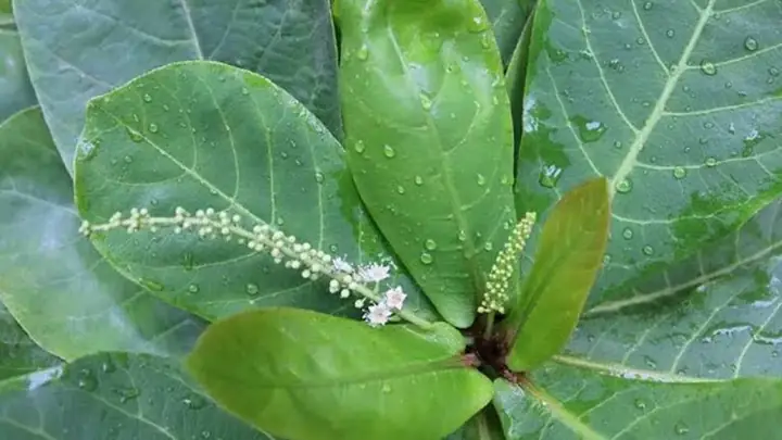 Cách Nấu Nước La Bàng Bác Hùng Y