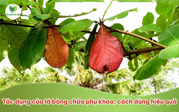 Cách Nấu Nước Lá Bàng Bác Hùng Y Đúng Chuẩn Nhất