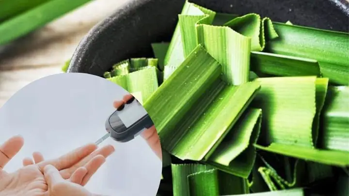 2lá Dứa Chữa Bệnh Tiểu Đường Được Không? 2lá Dứa Chữa Bệnh Tiểu Đường Được Không?