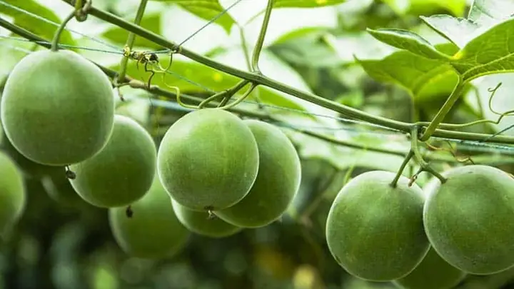 4la Hán Quả Là Gì?