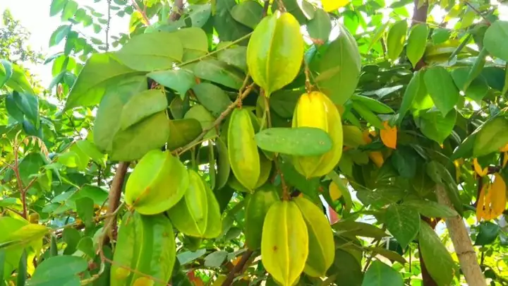 Giảm Đường Huyết Và Ngăn Ngừa Tiểu Đường