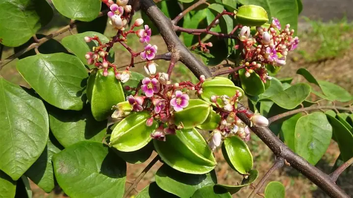 1giới Thiệu Chung Về Cây Khế