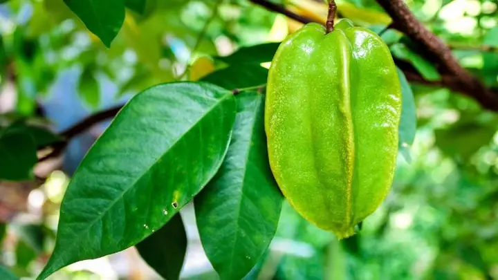 Giảm Mức Cholesterol