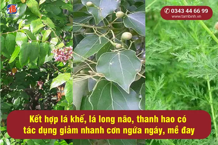 2.6. Kết Hợp Lá Khế, Lá Long Não Và Thanh Hao Trị Mẩn Ngứa, Mề Đay