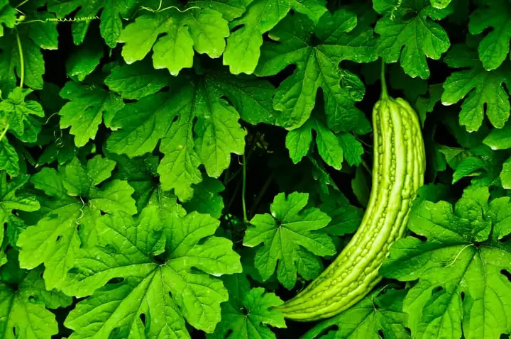 6. Lá kinh giới – Một trong các loại lá tắm cho trẻ sơ sinh dễ tìm 6. Lá kinh giới – Một trong các loại lá tắm cho trẻ sơ sinh dễ tìm