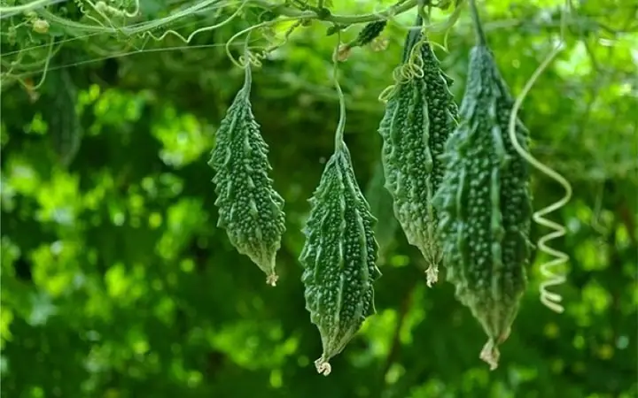 2thành Phần Hoạt Chất Của Khổ Qua Rừng