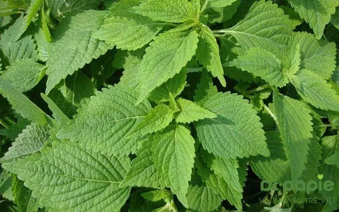 1. Tác dụng trị rôm sảy của lá kinh giới