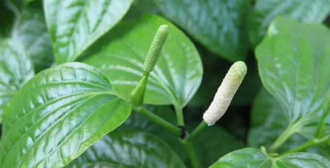 Tìm Hiểu Về Lá Lốt