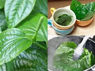 Một Số Lưu Ý Khi Dùng Lá Lốt Chữa Bệnh Trĩ