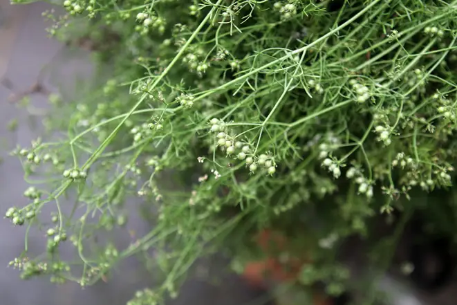 Nước Mùi Già Có Công Dụng Gì? Nước Mùi Già Có Công Dụng Gì?