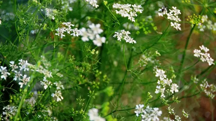 Nước Mùi Già Có Công Dụng Gì? Nước Mùi Già Có Công Dụng Gì?