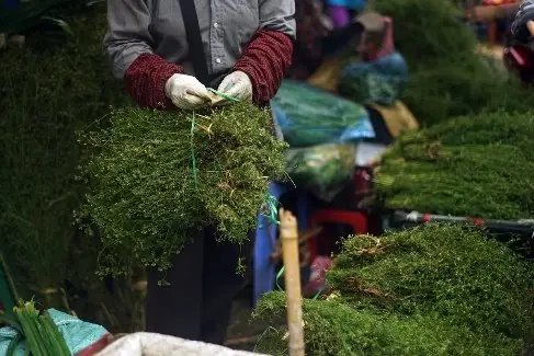 Nước Mùi Già Có Công Dụng Gì? Nước Mùi Già Có Công Dụng Gì?