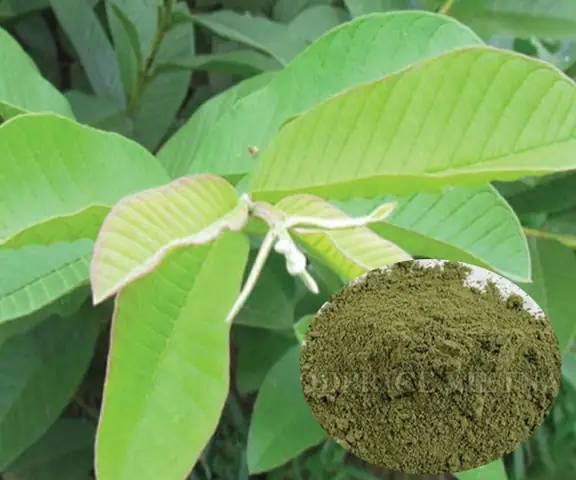 Bot-la-oi-la-gi-bot-la-oi-co-tac-dung-gi-kqd4q Bot-la-oi-la-gi-bot-la-oi-co-tac-dung-gi-kqd4q