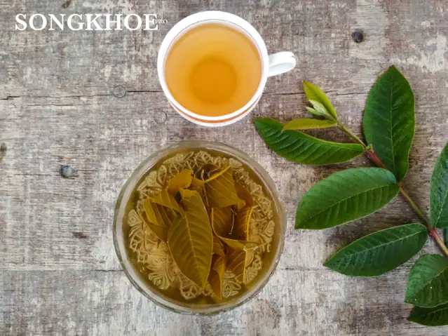 Cách Nấu Nước Lá Ổi Tươi Uống Giảm Cân