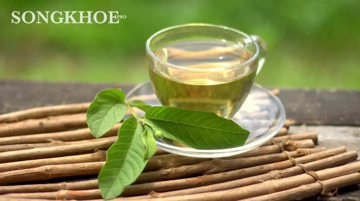 Uống Nước Lá Ổi Có Giảm Cân Không?