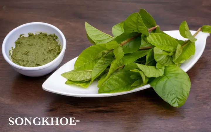 Cách Sử Dụng Bột Trà Lá Ổi Giảm Cân