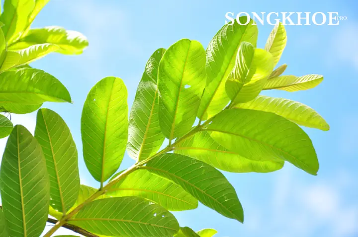 Giảm Cân Bằng Lá Ổi Hiệu Quả Do Đâu?