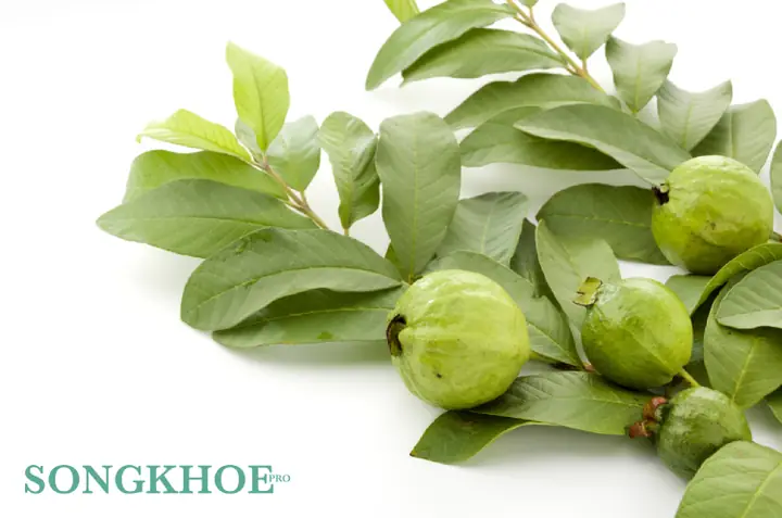 Những Lưu Ý Khi Giảm Cân Bằng Lá Ổi Tươi Và Khô