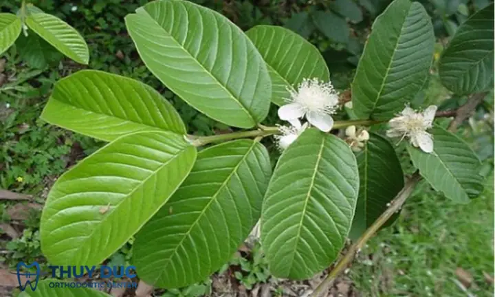 3 cách chữa hôi miệng bằng lá ổi - bạn có muốn thử? 1