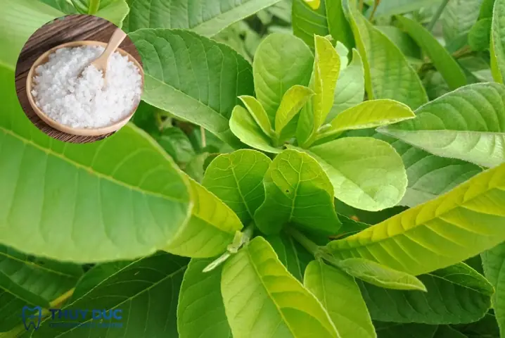 Nhai lá ổi tươi với muối