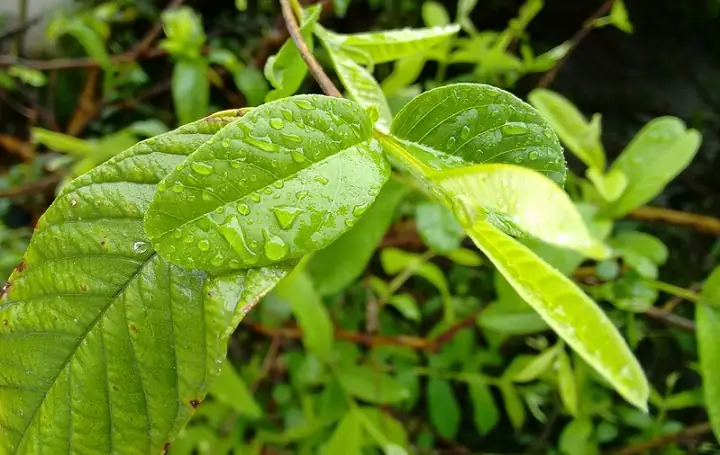 1Tác dụng chữa hôi nách của lá ổi