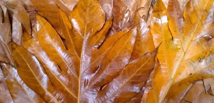 2. Trị gout bằng lá sake, dưa chuột và cỏ xước