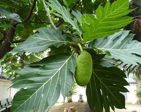 cách nấu nước lá sake