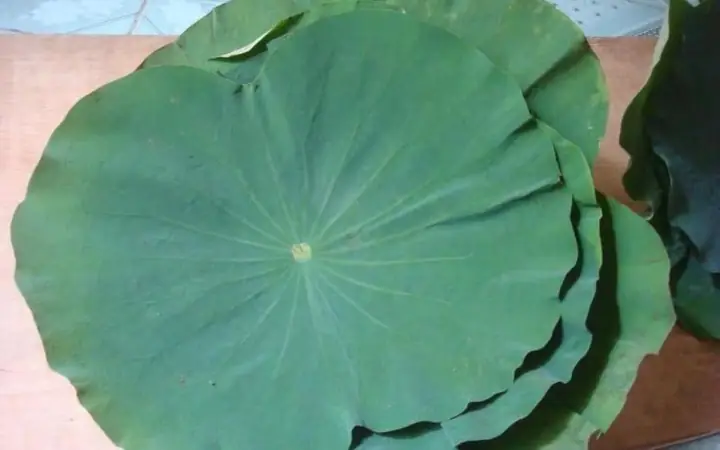 1Nguyên liệu làm nước lá sen khô 1Nguyên liệu làm nước lá sen khô