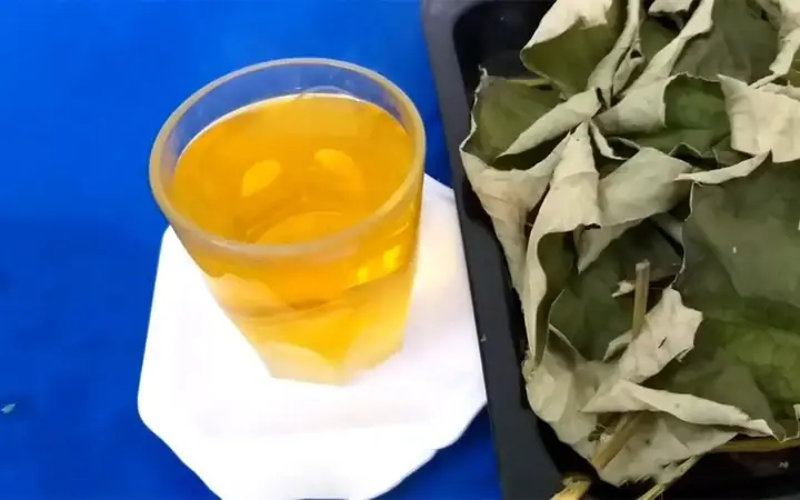 Nước nấu từ lá sen khô có tác dụng giải nhiệt rất tốt vào những ngày nắng nóng. Cùng Bách hóa XANH xem ngay cách nấu nước lá sen khô đơn giản qua bài viết dưới đây nhé!