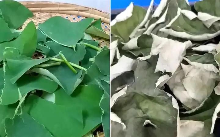 Bước 1Sơ chế lá sen Bước 1Sơ chế lá sen