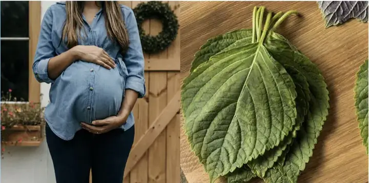 Hướng Dẫn Chi Tiết Cách Nấu Nước Lá Tía Tô Cho Bà Đẻ Hướng Dẫn Chi Tiết Cách Nấu Nước Lá Tía Tô Cho Bà Đẻ