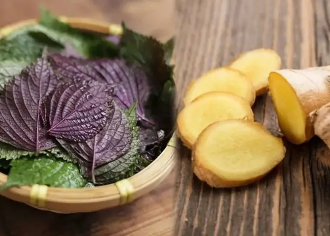 Để giải cảm, nhiều chuyên gia khuyên có thể dùng tía tô kết hợp với gừng nấu lên uống, đây là cách làm đơn giản nhưng hiệu quả.