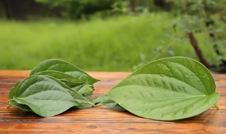 Chuẩn Bị Lá Trầu Không Tươi, Rửa Sạch