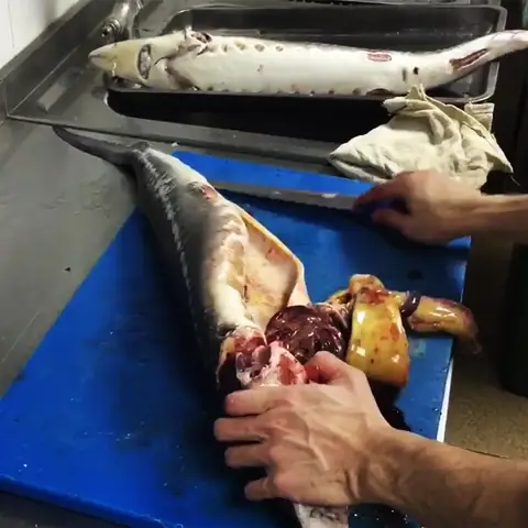Sơ Chế Cá Tầm