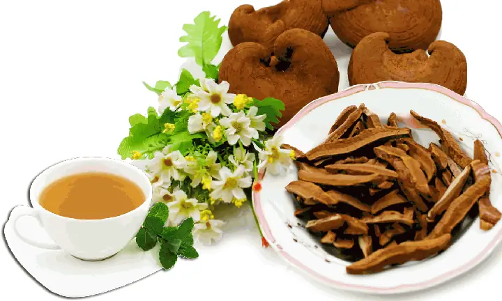 cách nấu nước linh chi