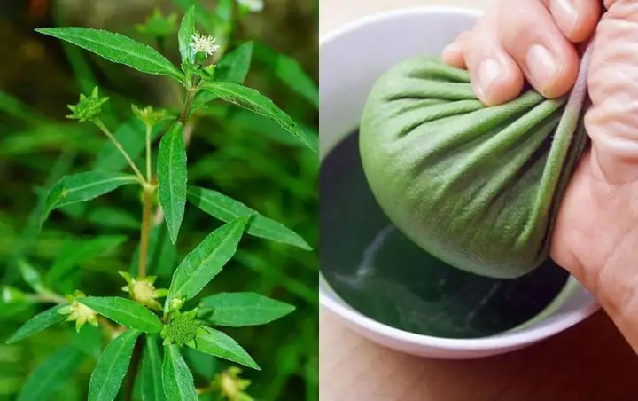 11. Nước Lá Nhọ Nồi