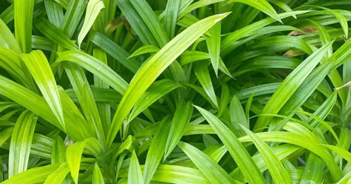 2. Cách chọn mua nguyên liệu tươi ngon