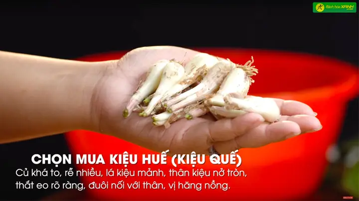 1Cách chọn mua củ kiệu ngon