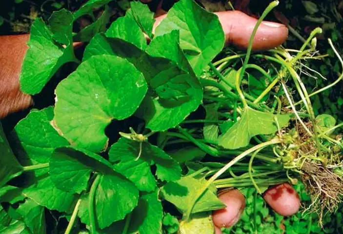 Hướng Dẫn Làm Nước Ép Rau Má Nguyên Chất