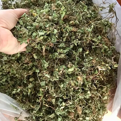 - Uống nước rau má khô giúp tăng cường trí nhớ