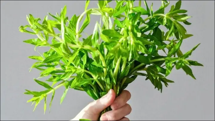 Theo Y Học Cổ Truyền