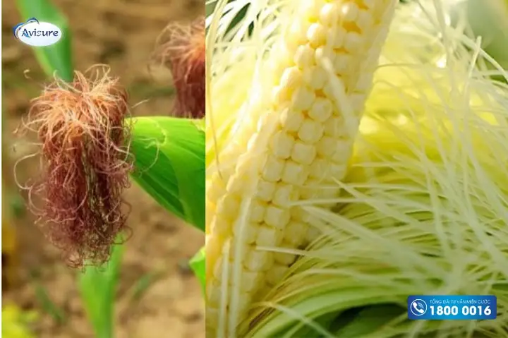 Cách Nấu Nước Râu Ngô Cho Bà Bầu Đúng Chuẩn Tại Nhà