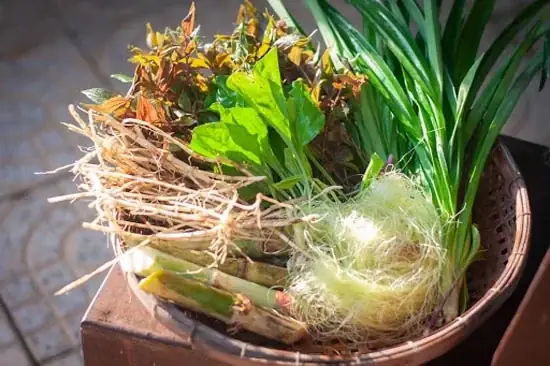 Bước 2: Hoàn Thiện Nước Mía Lau