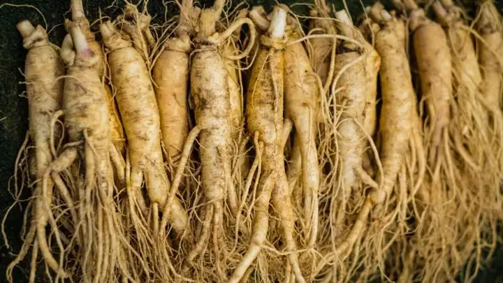 2Các tác dụng của nhân sâm đối với sức khỏe