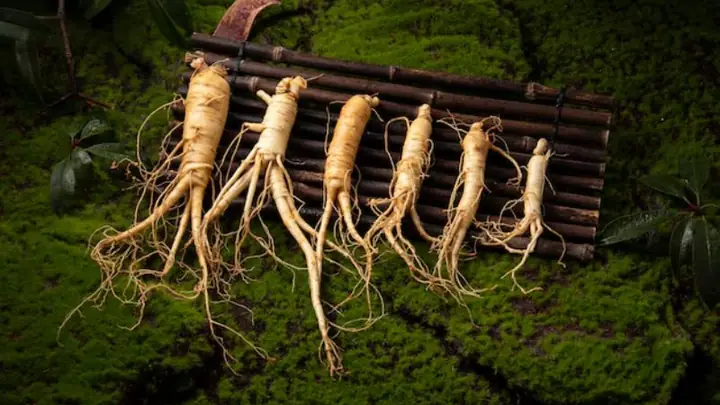 1Đặc điểm của nhân sâm