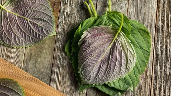 1Uống lá tía tô trước khi tiêm phòng để trẻ không sốt có hiệu quả không?