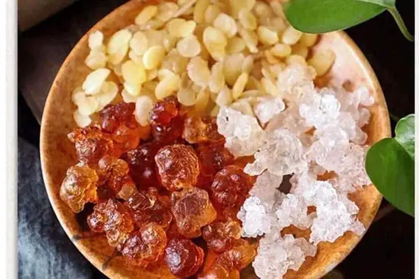 Chè dưỡng nhan có tác dụng gì? Chè dưỡng nhan có tác dụng gì?